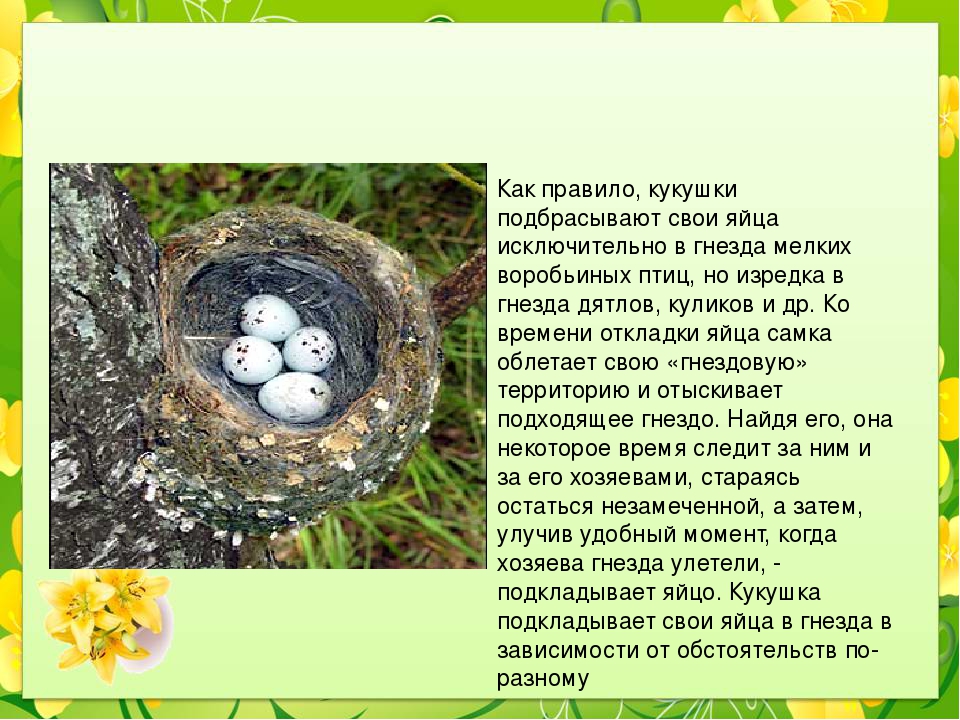 Какой гнезде в жизни. Кукушка откладывает яйца в гнезда. В гнёзда каких птиц Кукушка подбрасывает яйца. Кукушка откладывает яйца в чужие гнезда. Рассказ гнездо.