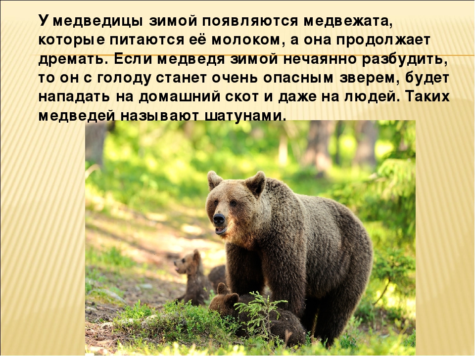 Сочинение о медведе 5 класс. Рассказ про бурого медведя. Проект про бурого медведя. Медведь информация о животном. Бурый медведь проект 3 класс.
