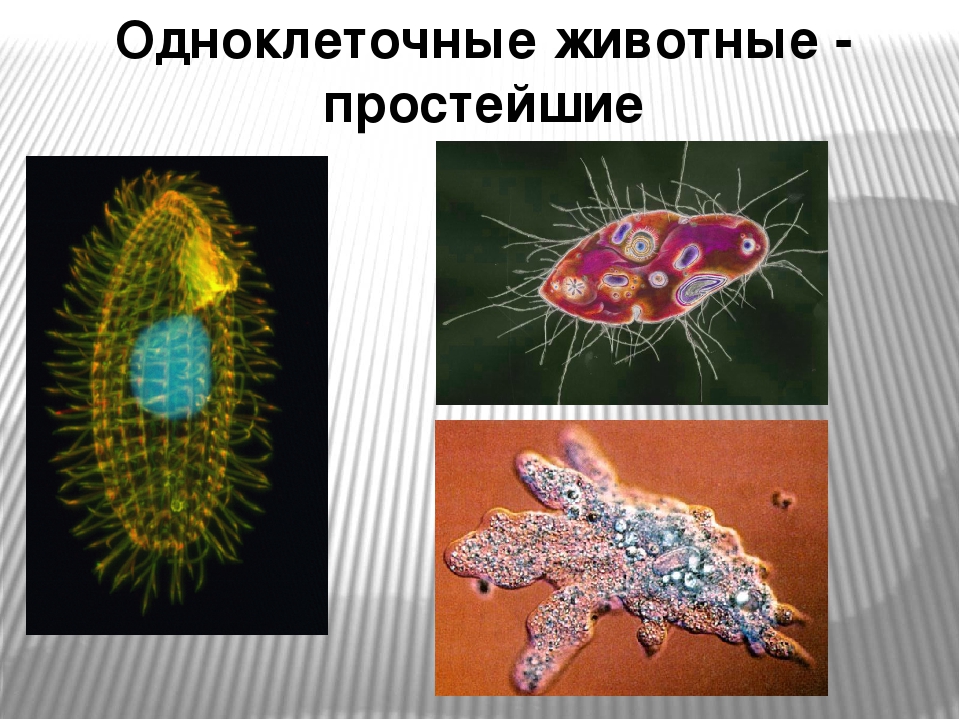 Самый простой одноклеточный организм. Одноклеточные животные. Одноклеточное животное. Одноклеточные организмы. Одноклетчатые животные.