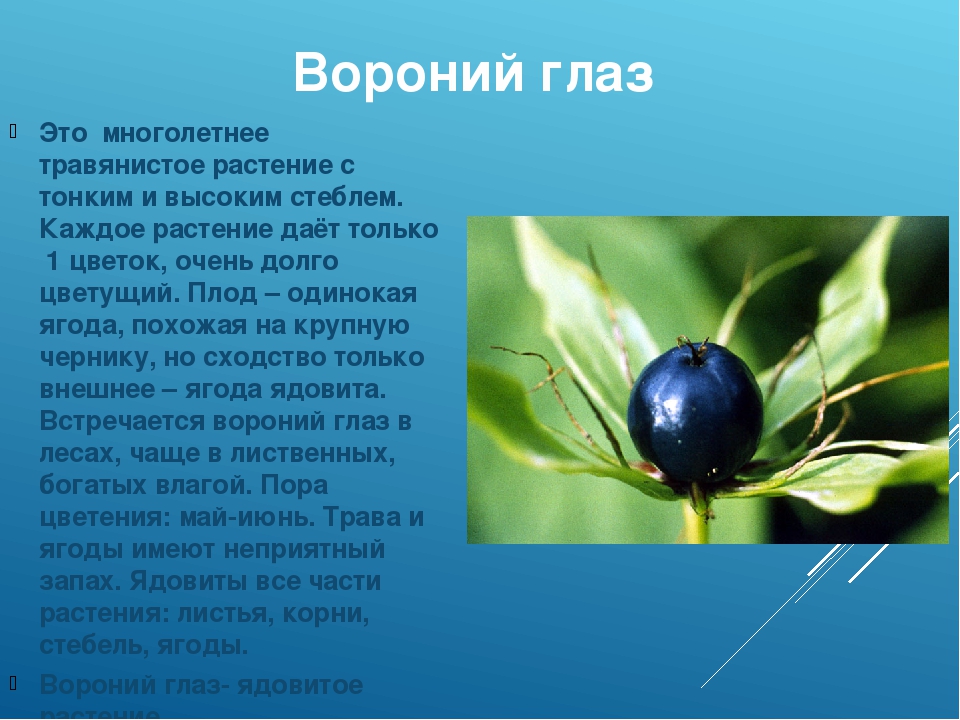 Ядовитый 5 букв. Сообщение о растении Вороний глаз. Вороний глаз рассказ. Вороний глаз растение сообщение 3 класс. Рассказ о растении Вороний глаз 2 класс.