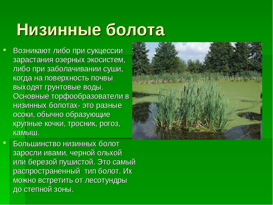 Виды верховых болот. Низинные болота. Экосистема болота. Болото как экосистема. Описание болота.