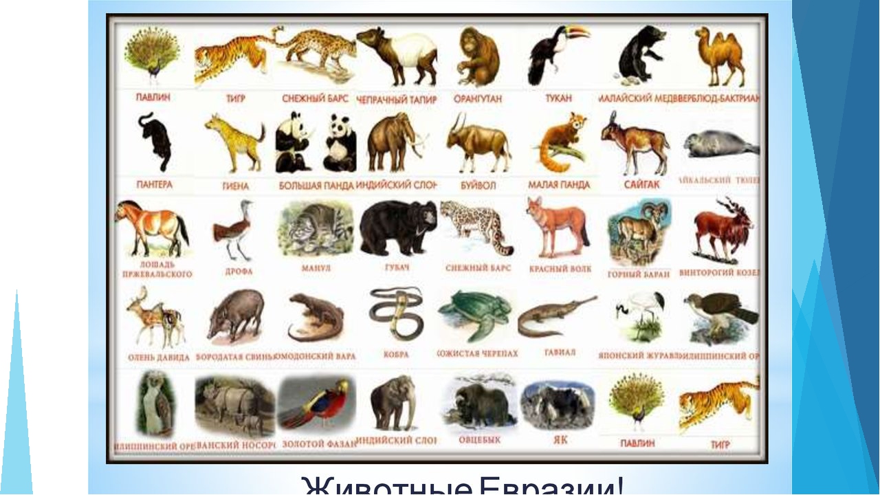 Кто живет в евразии. Животные обитающие на материке Евразия. Какие животные обитают на материках Евразия и Африка. Животные на материке Евразия список.