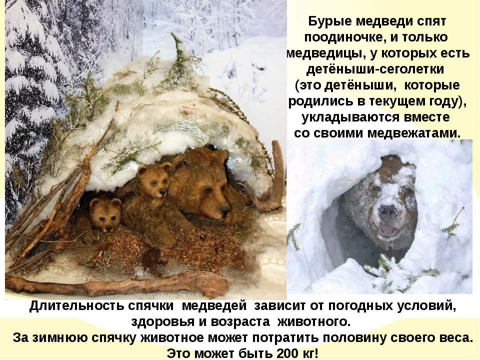 Почему медведь мишка. Бурый медведь зимой в берлоге. Бурый медведь зимой впадает в спячку. Медведь зимой. Зимняя спячка медведя.