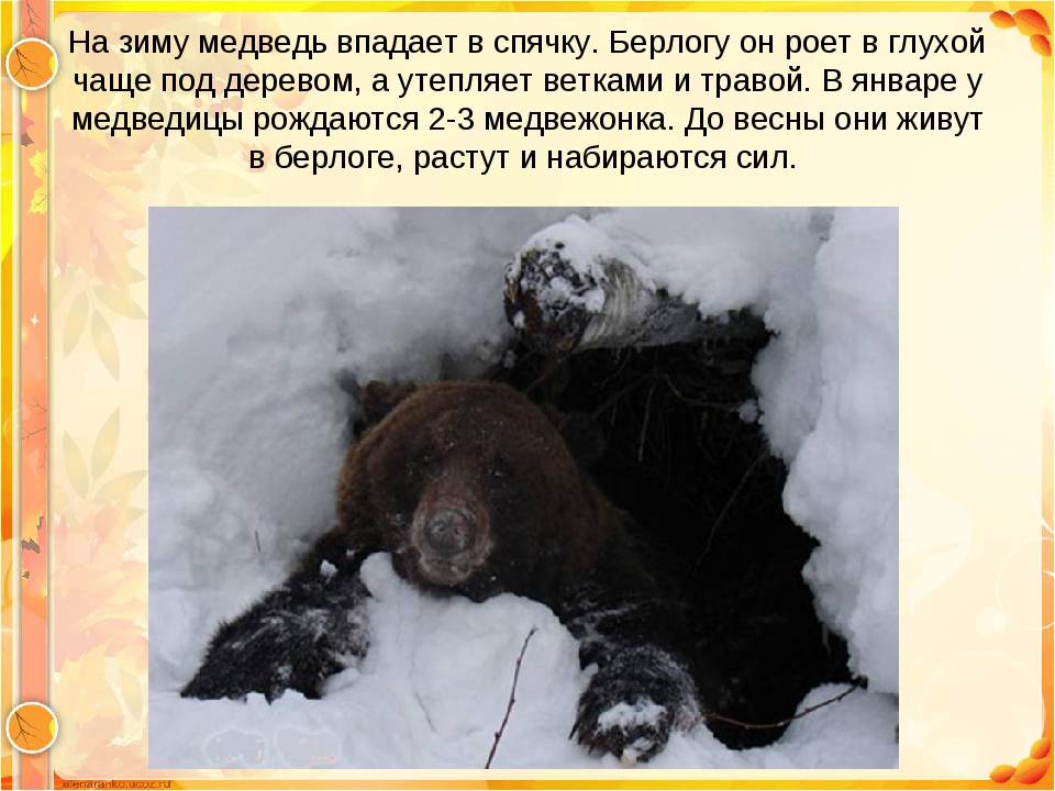 Когда просыпаются медведи в сибири. Медведь после спячки. Медведь в спячке. Спячка медведя зимой. Медведь в берлоге для детей.