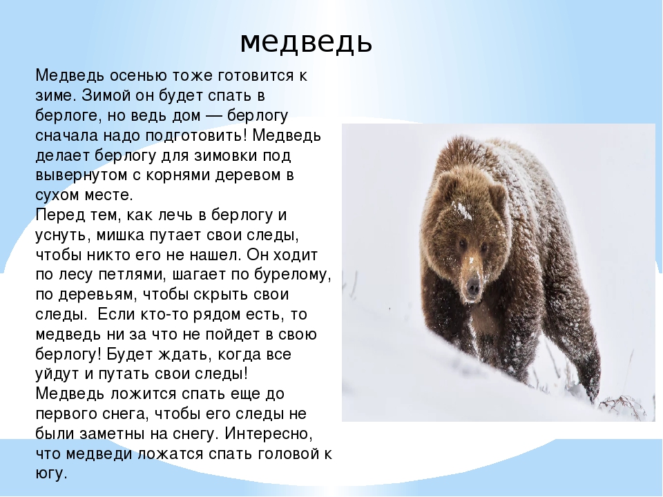 Как приспособились к жизни медведи. Как медведь готовится к зиме. Описание медведя. Рассказ о медведе. Подготовка медведя к зиме.