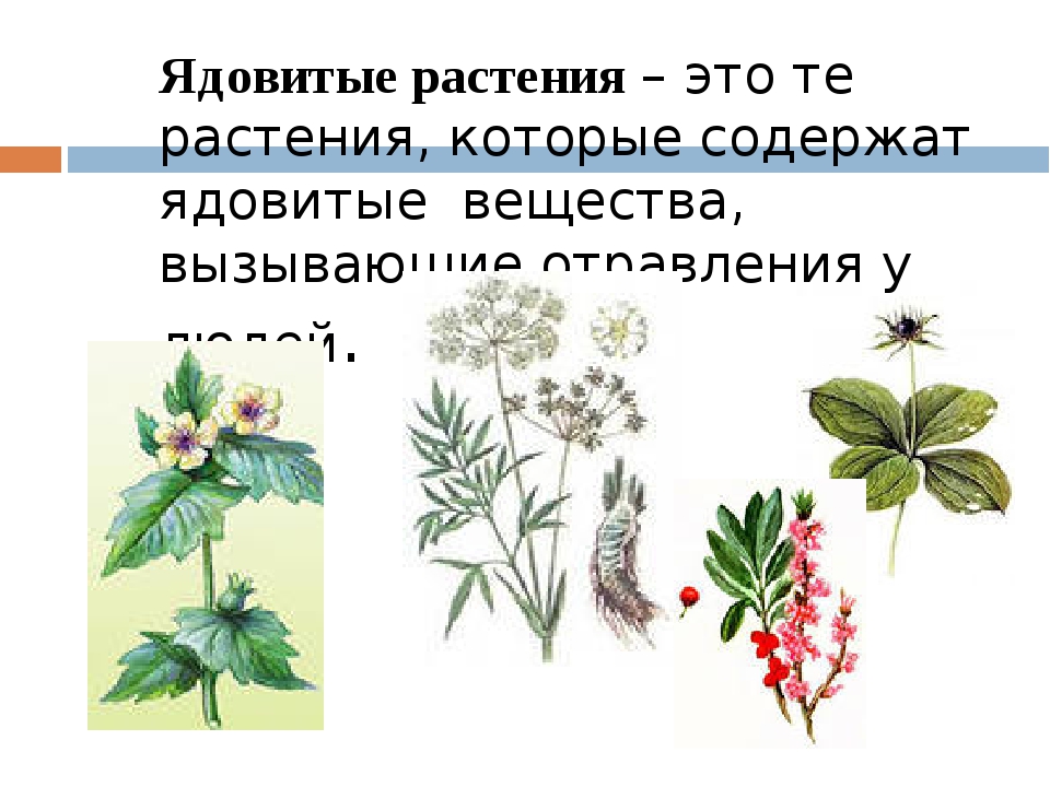 Ядовитые растения 4 класс окружающий. Рисунок на тему ядовитые растения. Ядовитые растения карточки. Ядовитые вещества растений. Ядовитые растения схема.