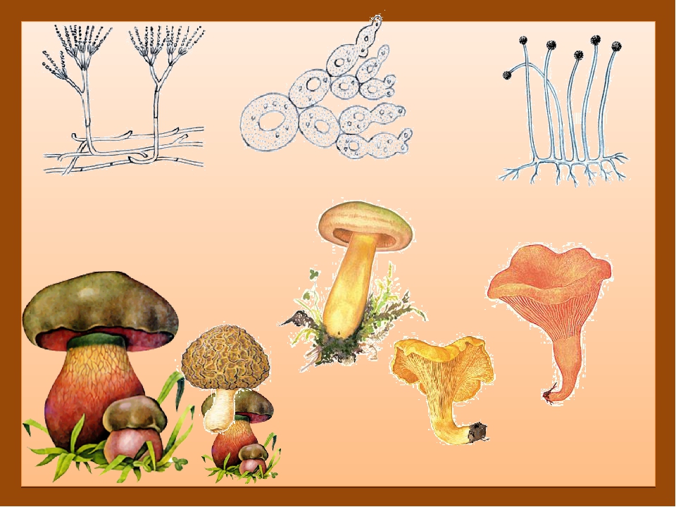 Класс биология грибы. Представители царства грибов 5 класс биология. Царство грибов. Царство грибы биология. Грибы 5 класс.