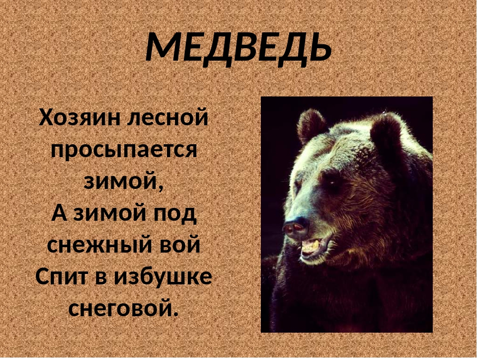 Рассказ про медведя 1 класс. Медведь для презентации. Презентация про медведя 1 класс. Сообщение о медведе. Рассказ о медведе.
