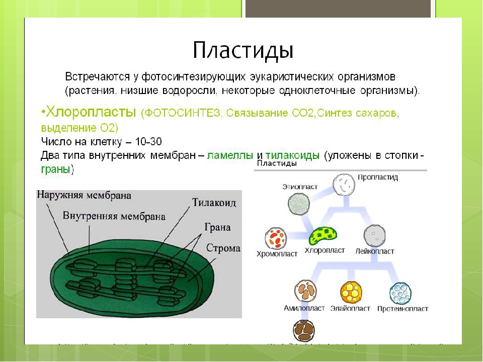 Пластиды в клетках растений. Хлоропласты строение и функции 5 класс биология. Пластиды-хлоропласты у растений функции. Пластиды это в биологии 7 класс.