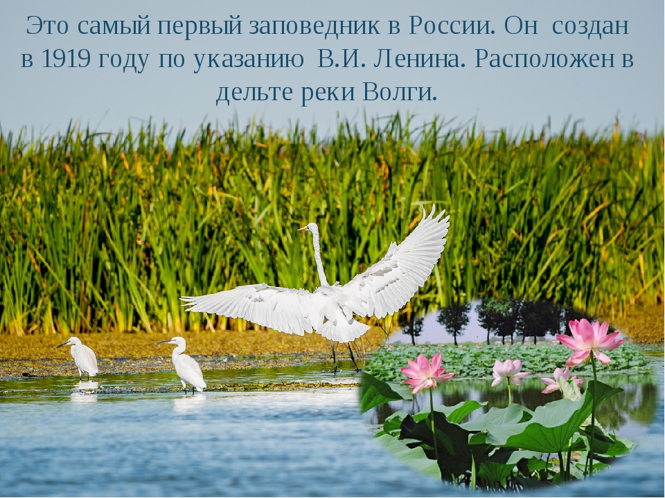 Первый заповедник. Самый первый заповедник в России. Самый 1 заповедник в России. Заповедник созданный в 1919 году.