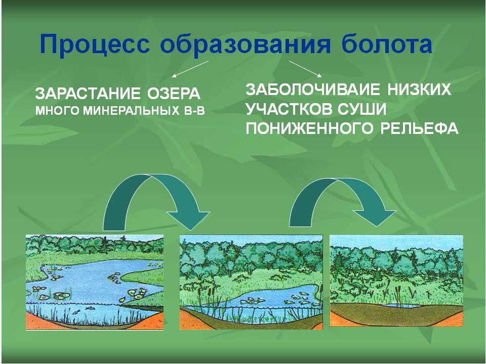 Участок земной поверхности суши или водоема. Схема образования болота из озера. Схема зарастания озера. Как образуются болота. Процесс образования болота.