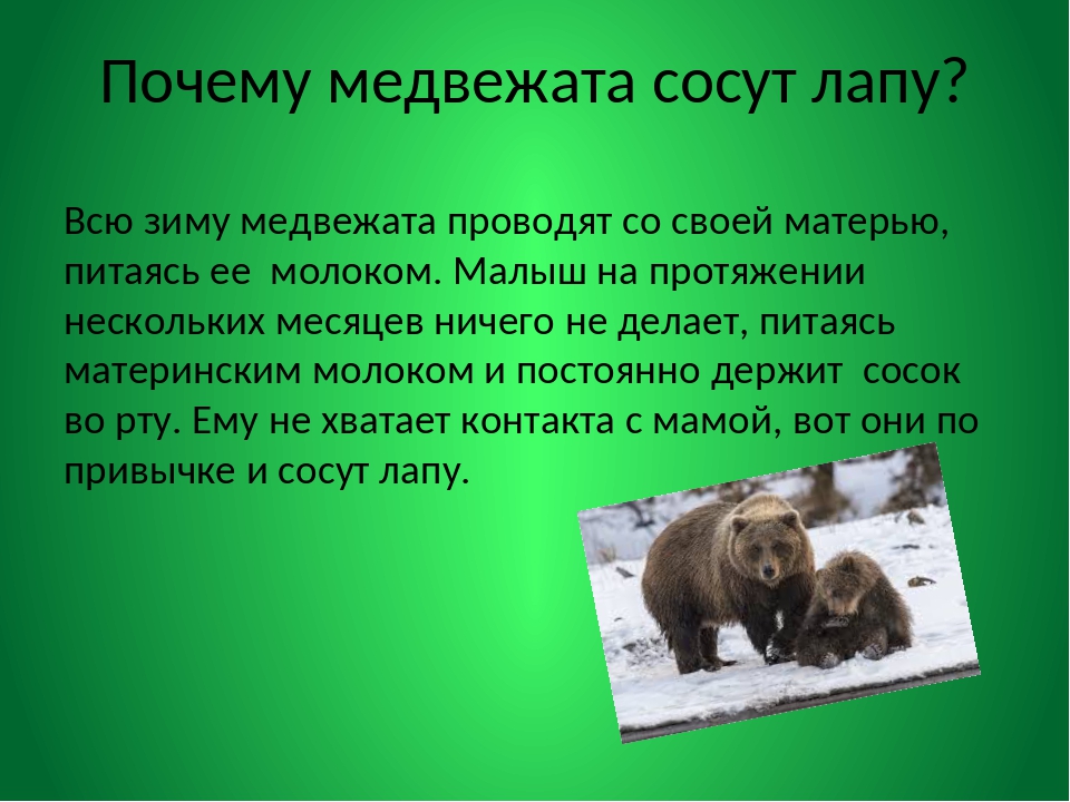 Почему медведь лапу. Лапа медведя зимой. Почему медведи впадают в спячку. Почему медведи впадают в спячку зимой. Почему медведи впадают в зимнюю спячку.