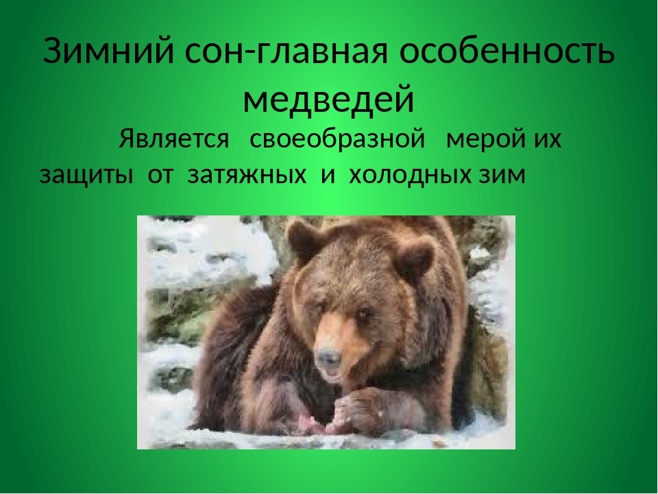 Когда медведи ложатся в спячку. Бурый медведь впадает в спячку. Бурый медведь впадают в спячку зимой. Рассказ про медведя зимой.