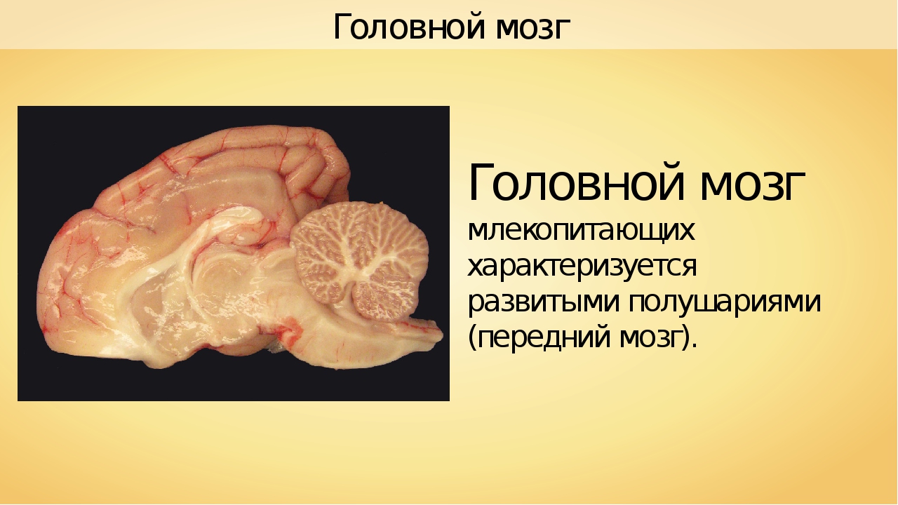 Отделы входящие в состав головного мозга млекопитающих. Головной мозг млекопитающих. Строение головного мозга млекопитающих. Класс млекопитающие мозг.