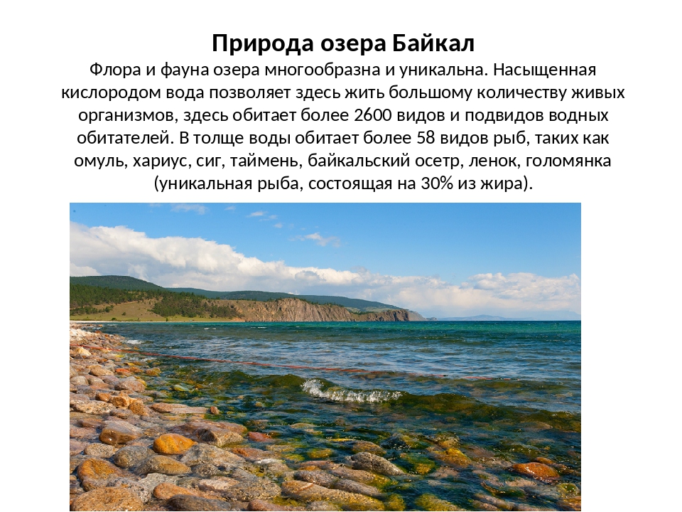 В озере байкал насчитывается. Описание озера Байкал. Озеро Байкал презентация. Природа Байкала описание. Озеро Байкал сведения.