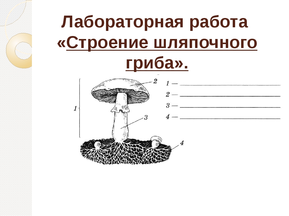 Кр стр. Строение шляпочного гриба 7 класс биология лабораторная.