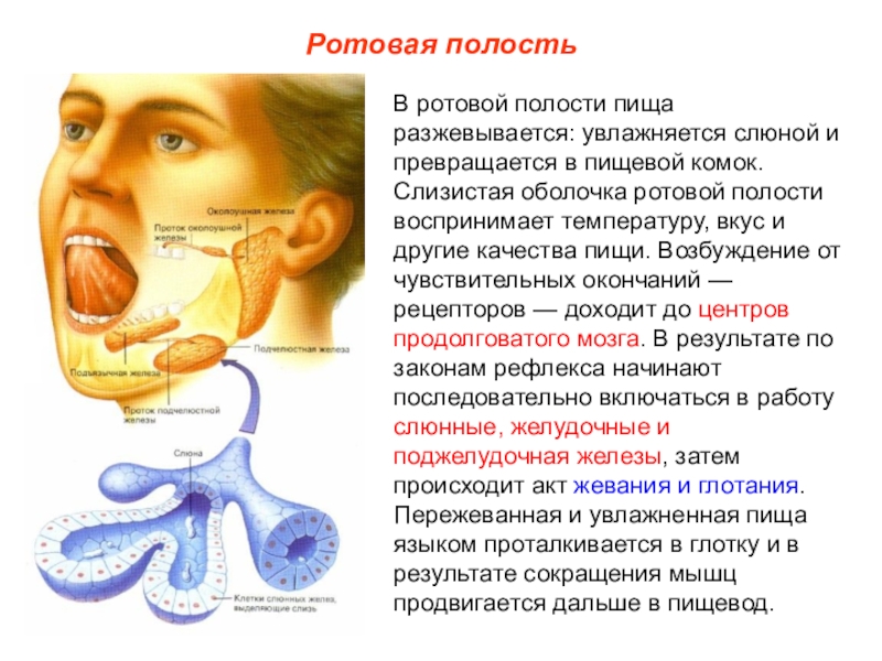 Ротовая полость лечение. Переваривание пищи в ротовой полости. Изменение пищи в ротовой полости.