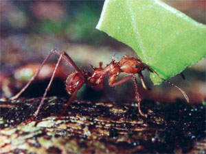 Муравьи-листорезы выращивают грибы на компосте из листьев. Для защиты своих плантаций от паразитов муравьи применяют антибиотики, вырабатываемые бактериями-актиномицетами (фото с сайта www.richard-seaman.com)