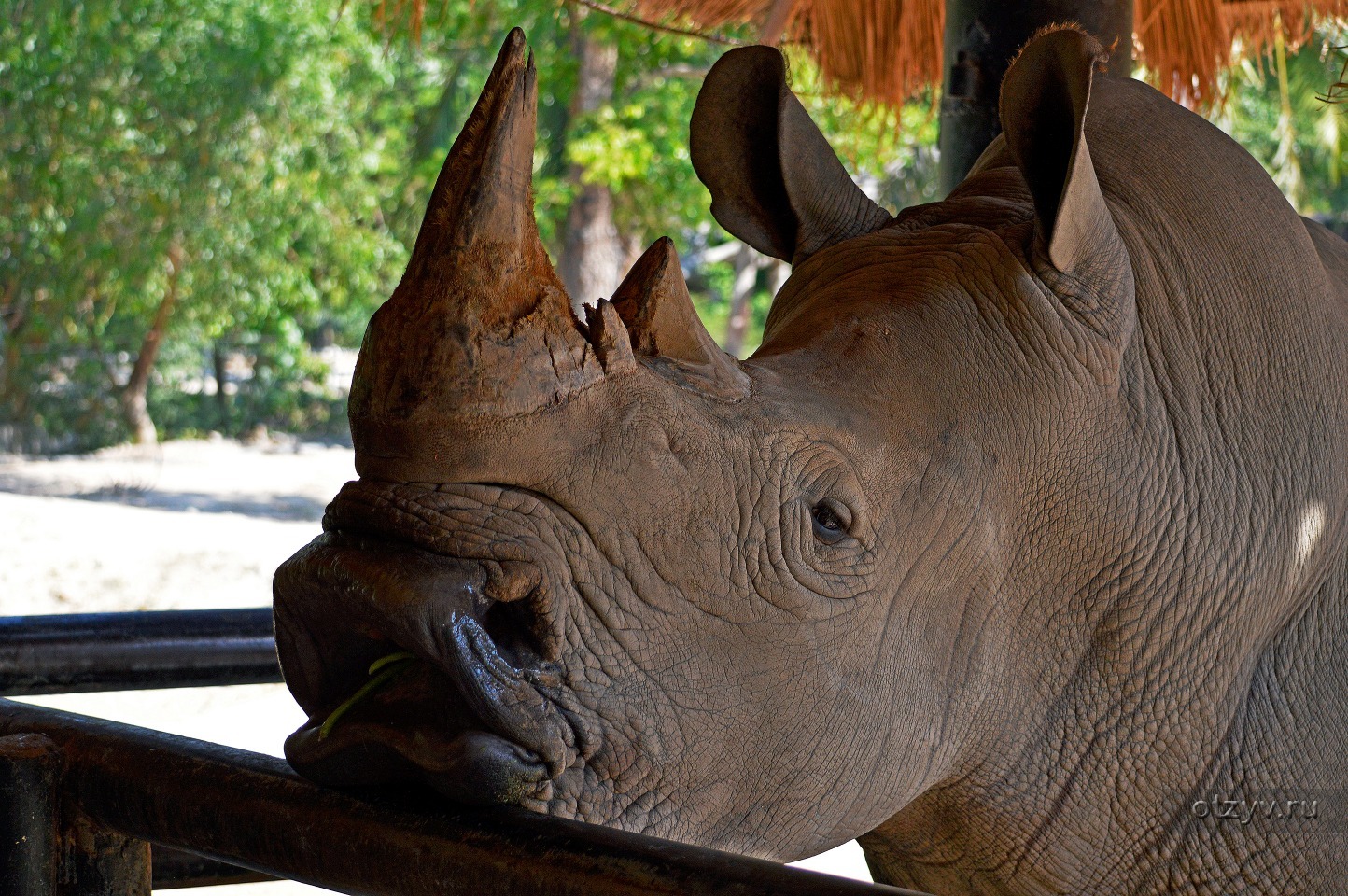 Khao kheow zoo. Тайланд као Кео зоопарк. Кхао Кхео Паттайя. Зоопарк в Тайланде Паттайя. Зоопарк Кхао Кхео Таиланд Паттайя.