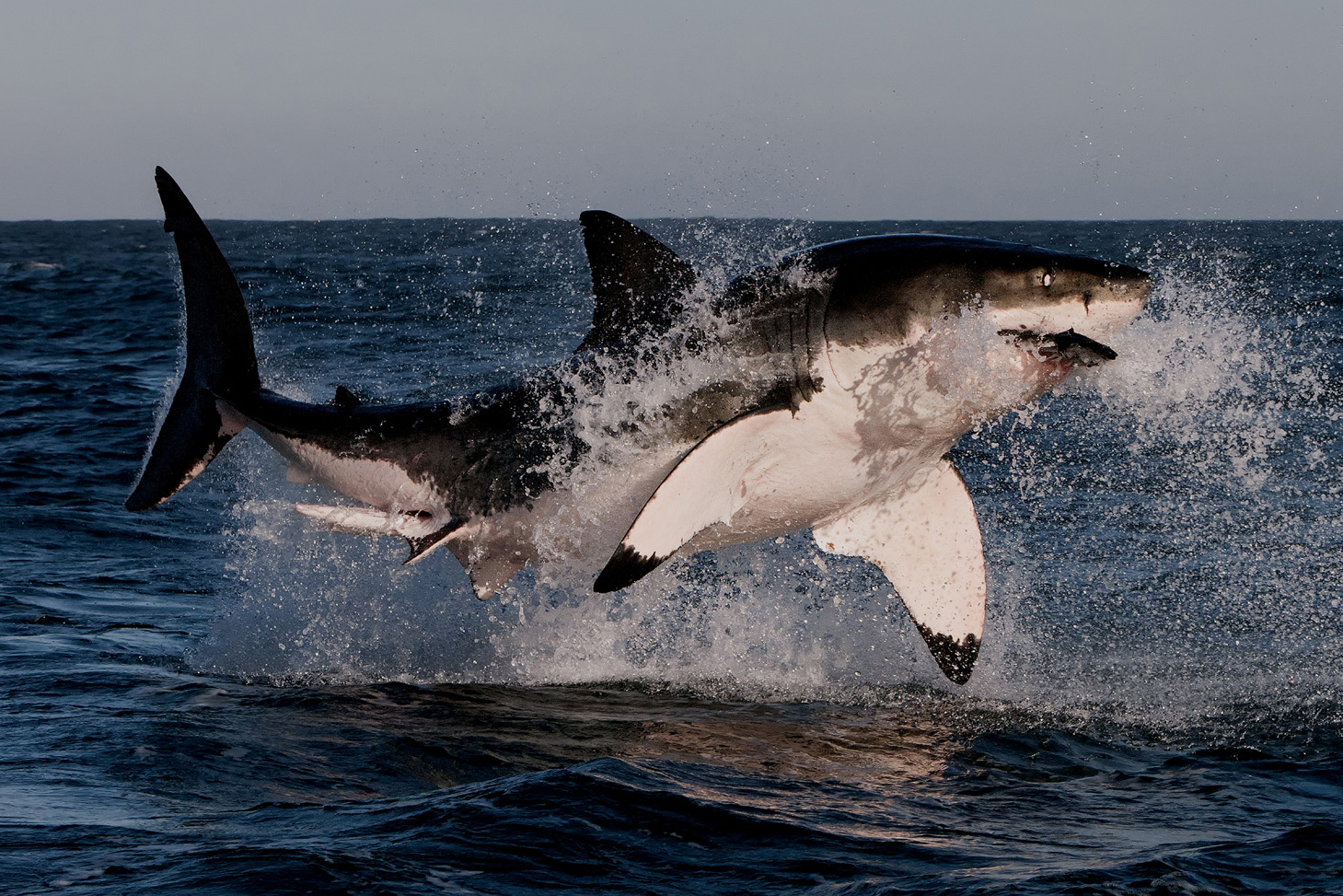 Белая акула против. Касатка vs белая акула. Касатка против белой акулы. Большая белая акула (Carcharodon carcharias). Касатки против акул.