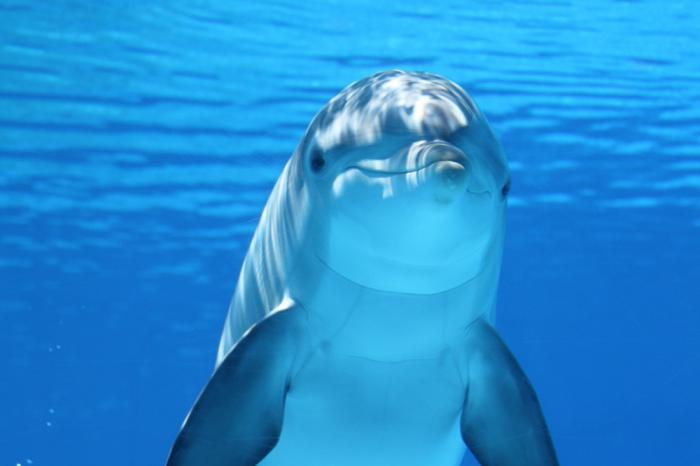 дельфины спят с одним открытым глазом