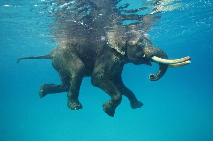 умеют ли плавать слоны