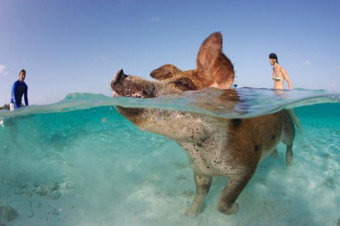 умеют ли свиньи плавать