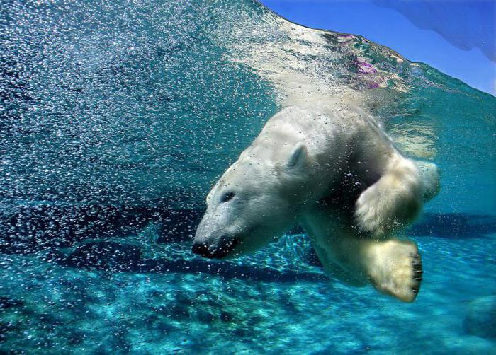 белые медведи хорошо плавают