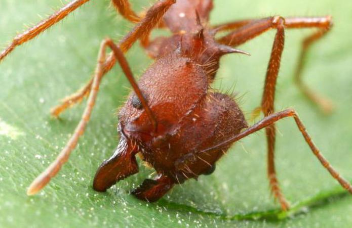 муравей листорез