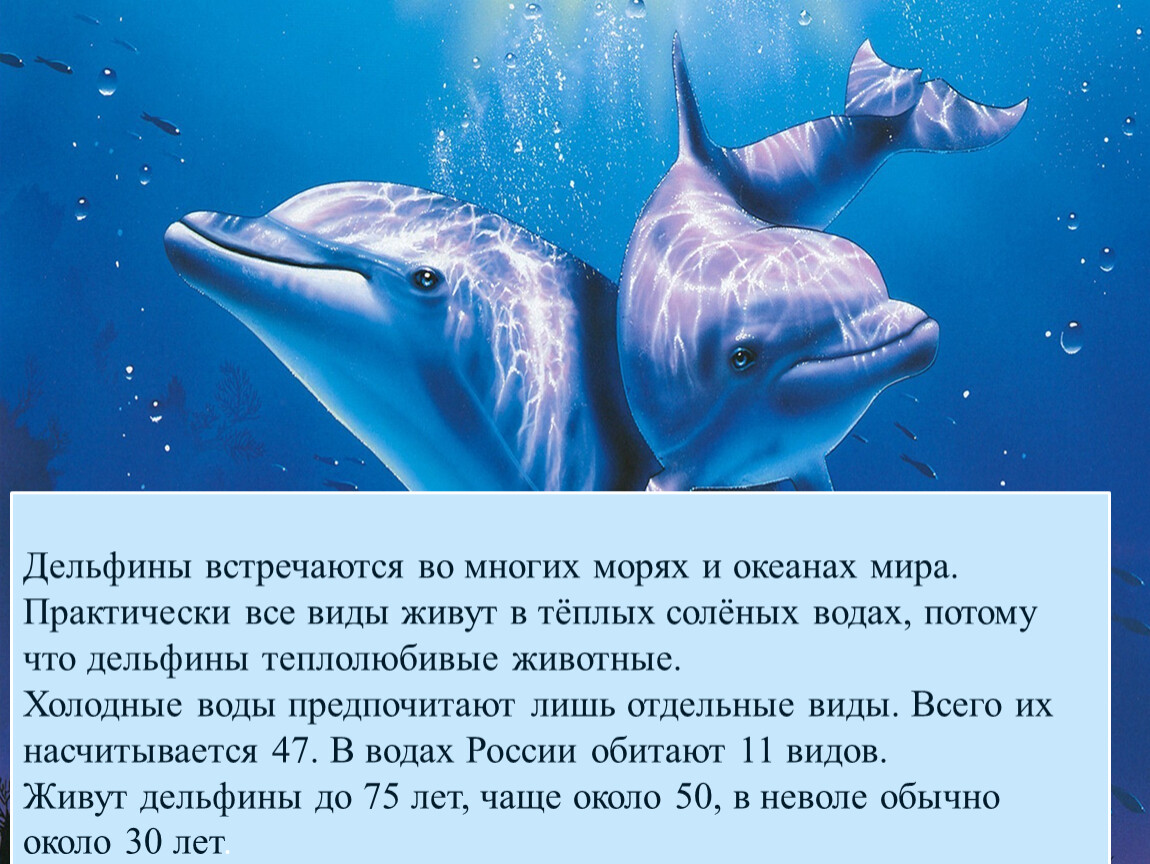 Загадка про дельфина. Дельфины люди моря проект. Факты о дельфинах. Интересные факты о дельфинах для детей. Дельфины интересные факты о дельфинах.