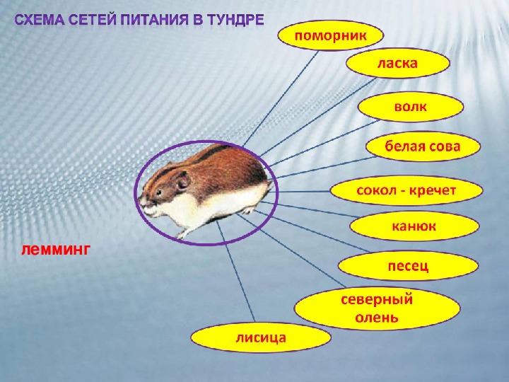 Питание характерное для тундры. Цепь питания с Леммингом. Цепь питания лемминг белая Сова песец. Цепь питания в тундре 4 класс окружающий мир схема. Пищевая цепочка с Леммингом.