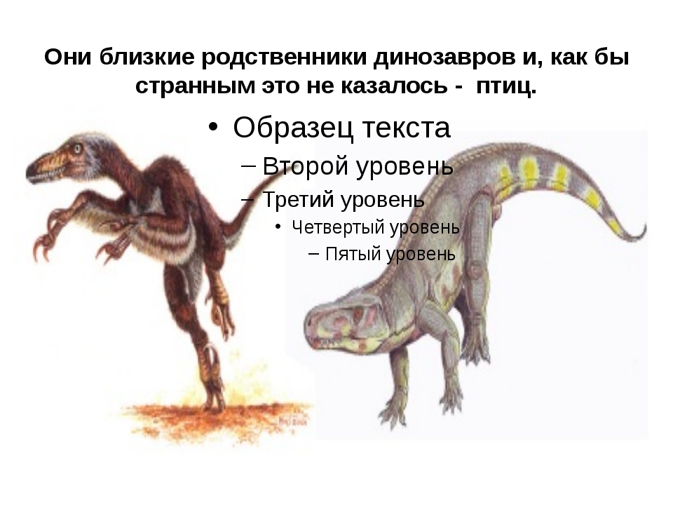 Ближайший родственник человека. Самые ближайшие родственники динозавров. Самый близкий потомок динозавров. Ближайшие потомки динозавров. Птицы ближайшие родственники динозавров.