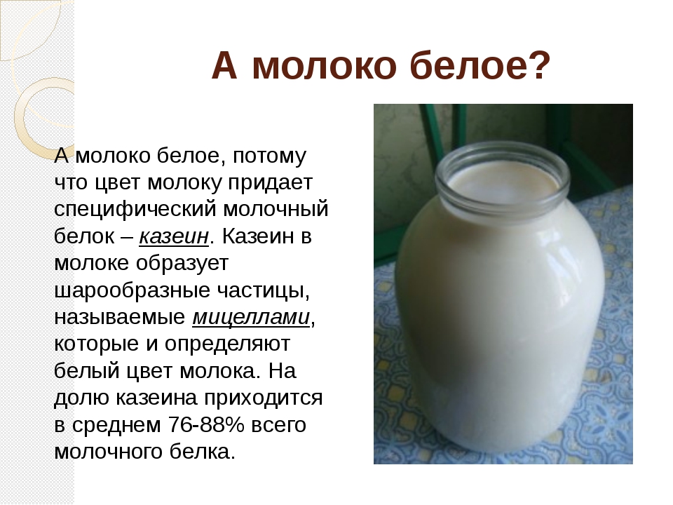 Перестала молоко. Почему молоко белое. Почему коровье молоко белое. Почему молоко белого цвета. Интересное о молочных продуктах.