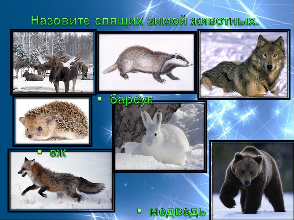 Изменения животных зимой 5 класс биология. Зимующие животные. Зимующие звери. Животные которые спят зимой.