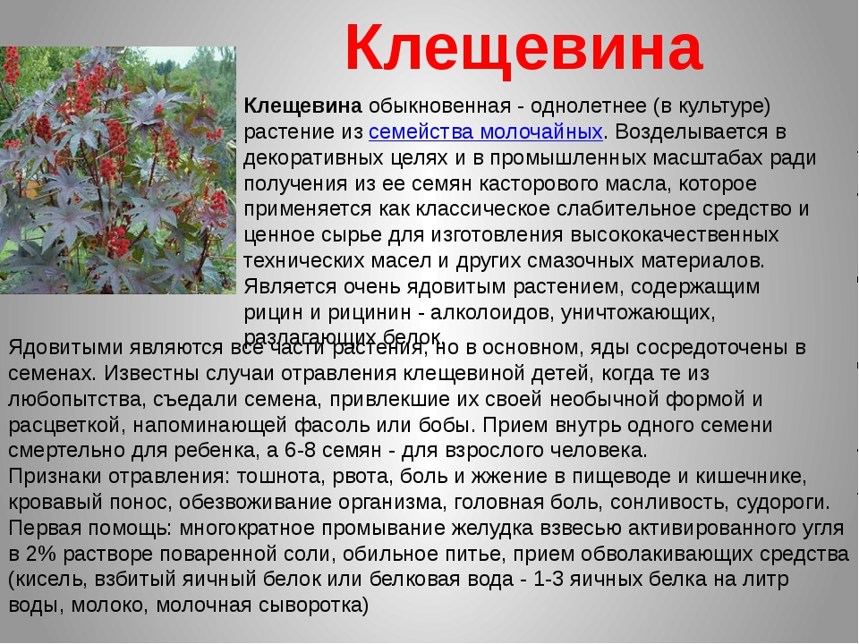 Рассказ о растениях окружающий мир. Ядовитые растения доклад. Рассказ о ядовитом растении. Сообщение о ядовитых растениях. Информация о едовитых растения.