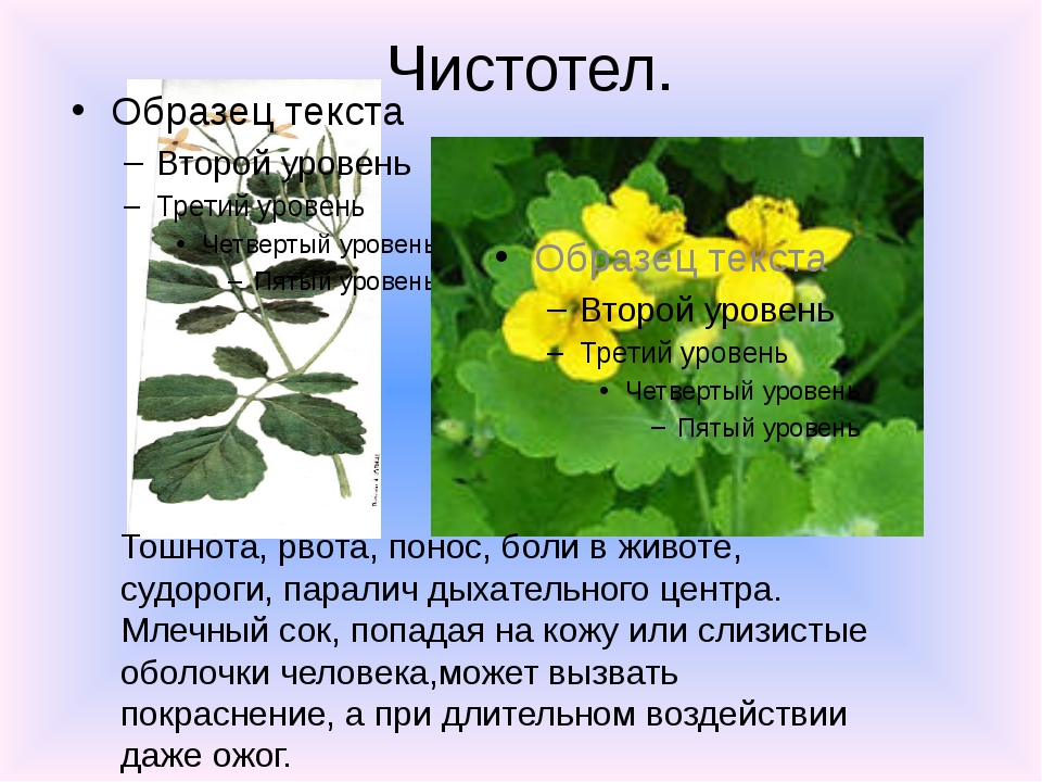 2 ядовитых растения. Ядовитое растение чистотел 2 класс окружающий мир. Ядовитые растения 2 класс. Ядовитые растения 2 класс окружающий мир. Ядовитые растения доклад 2 класс.