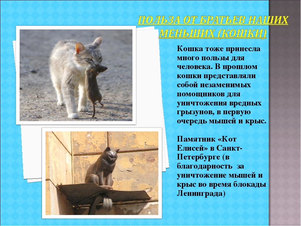 Кошка тоже человек