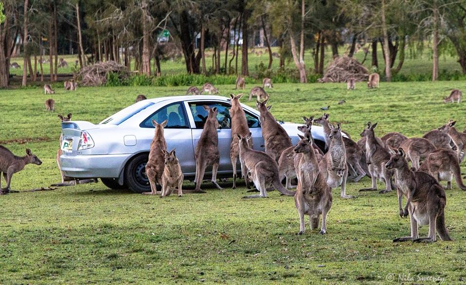 Каких животных завезли в австралию