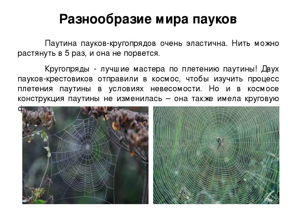 У пауков прикрепленный образ жизни. Строение паутины. Паук плетет паутину. Виды плетения паутины. Строение паутины паука.