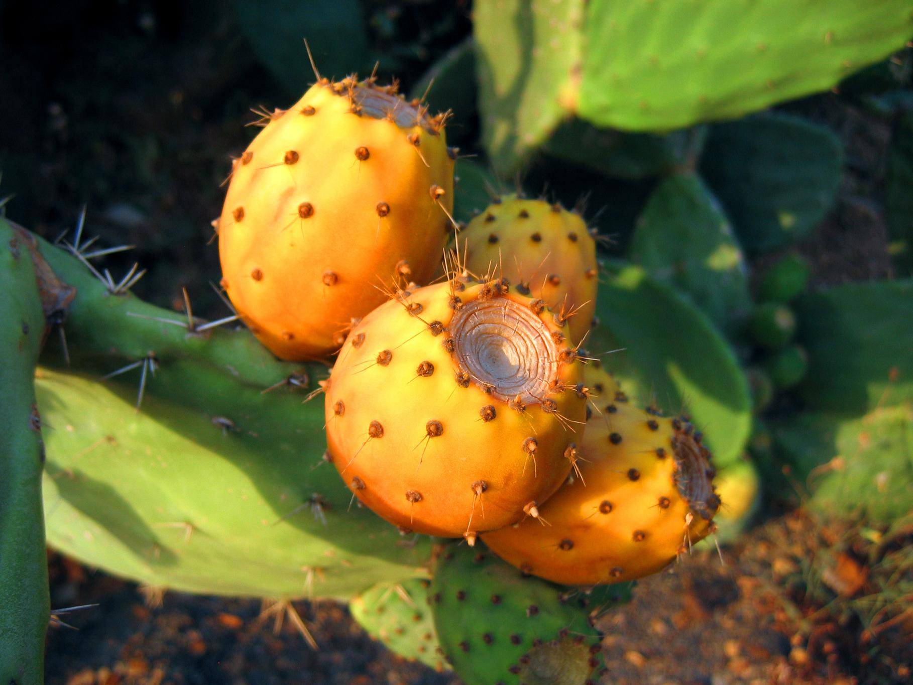 Prickly pear. Opuntia Ficus-Indica (Prickly Pear) Seed Oil. Опунция индийская. Плоды кактуса. Сабра фрукт.