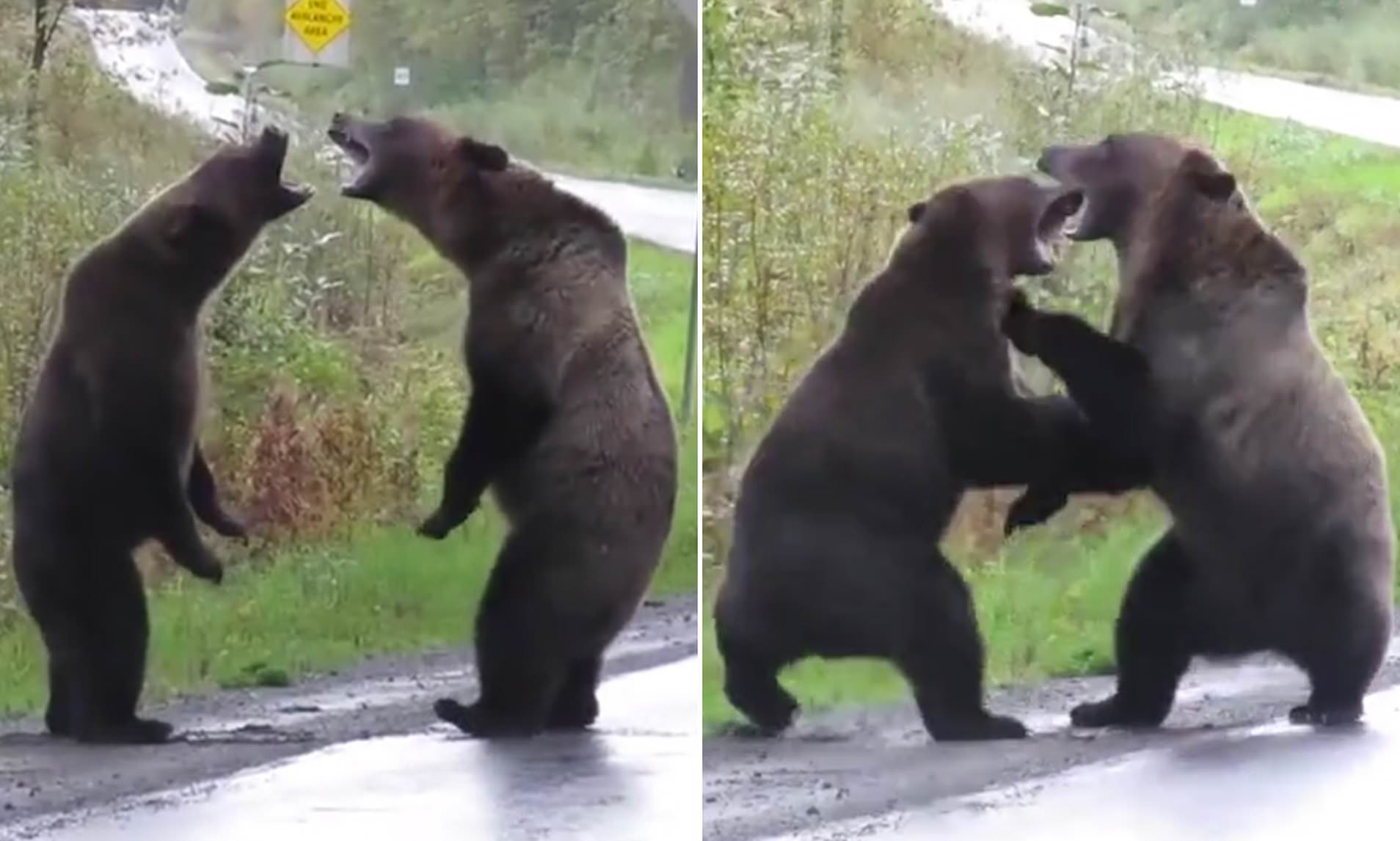 Почему 2 медведя. Медведи Гризли дерутся. Медвежата дерутся. Битва медведей.
