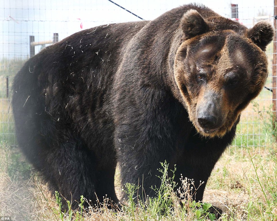 Сколько живут медведи в неволе. Тибетский бурый медведь. Тибетский медведь-пищухоед Пржевальского. Медведь пищухоед Пржевальского. Уссурийский медведь.