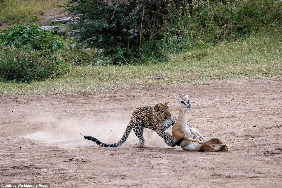 Нападение животных. Леопард на охоте. Гепард атакует. Животные хищник и жертва. Гепард в атаке.
