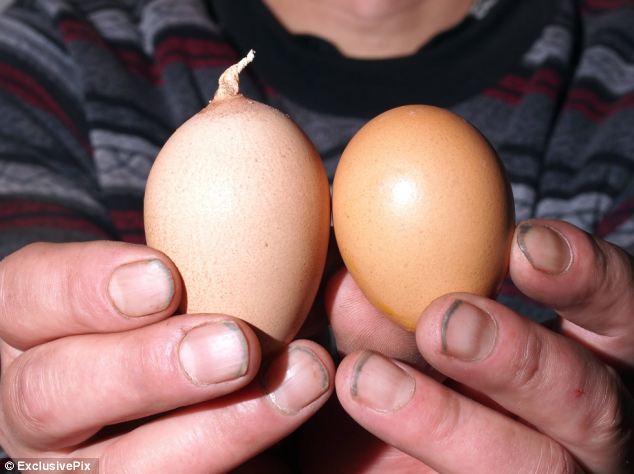 Где найти яйца в брук. Необычные куриные яйца. Курица с яйцами. Мелкое куриное яйцо.