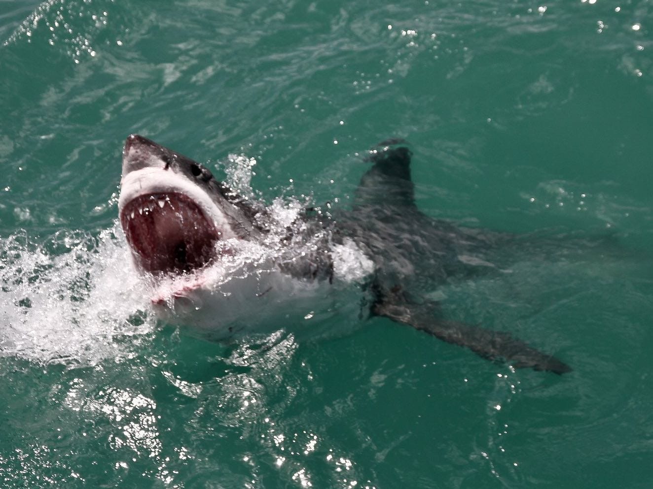 Нападение в море. Акула белая, акула-людоед, кархародон. Катран акула черного моря. Большая белая акула.