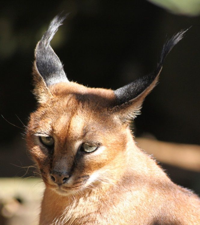 Каракал кошка фото и описание