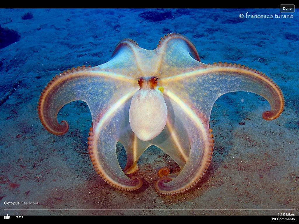 Тип симметрии осьминога. Морской осьминог. Морские обитатели осьминог. Медуза и осьминог. Диковинные морские обитатели.