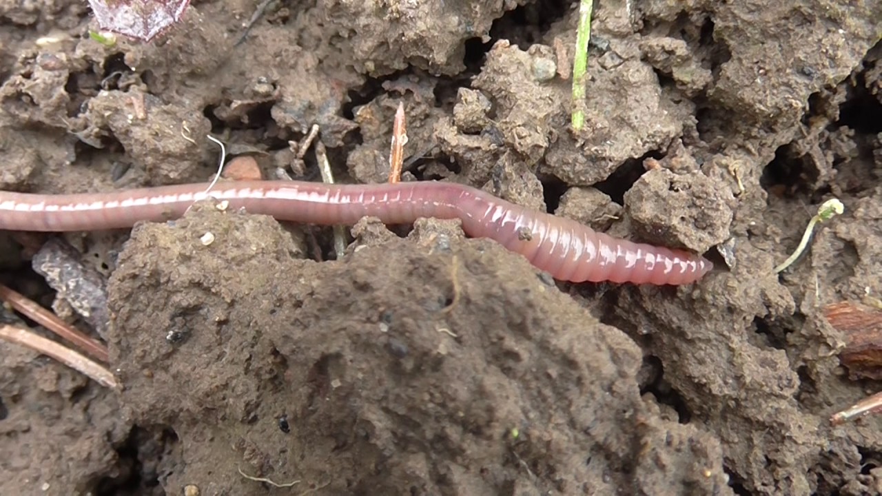 Пищевая цепь листовой опад дождевой червь. Большой дождевой червь.