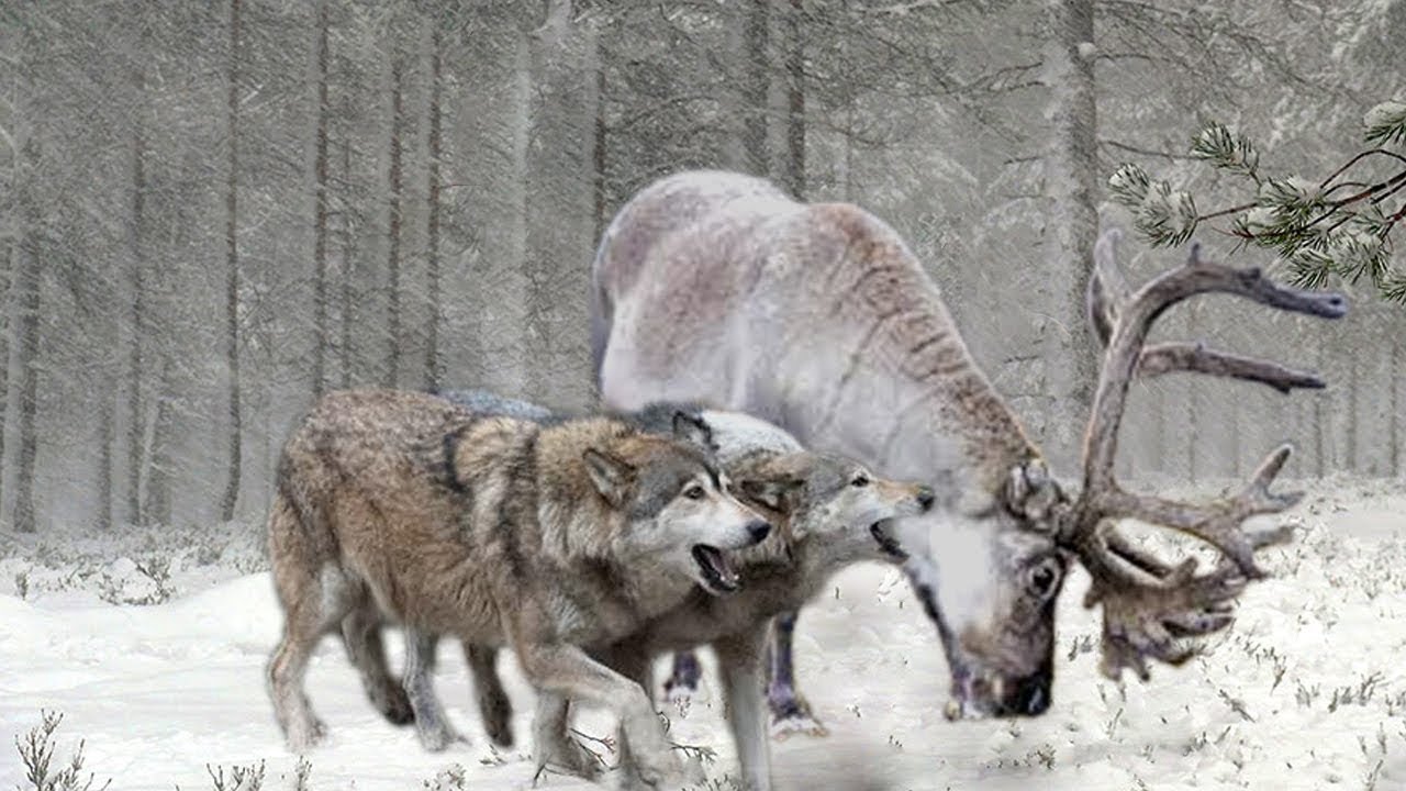 Про лося и волка. Олень и волк. Волк и Северный олень.