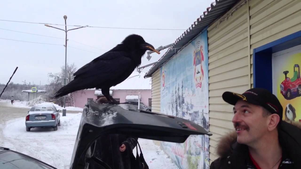 Ворона чем закончился. Птицы Североморска. Ворона в машине. Ворона Североморск. Вороны в Норильске.